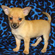 Wonderful little Chihuahua puppy