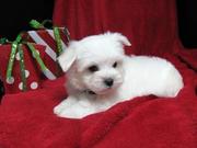 Maltese Puppies For Free Adoption and looking for a free hom