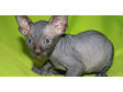 Sphynx Kittens For Adoption male and female