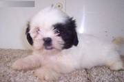 Healthy Shih tzus puppies available