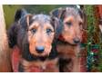 Airedale Terrier Pups