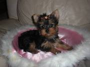 Gorgeous CKC male Yorkshire Terrier with Champion bloodlines