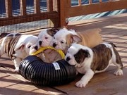 Sweet English Bulldog Puppies