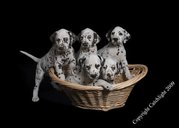 Puppies For Sale - CKC Registered Dalmatians