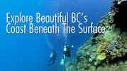 Enjoy Beautiful Underwater World by Scuba Diving