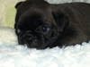  silver black pug puppy for adoption to loving home