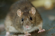 Pest-Control services,  Bugs & rodents eliminated