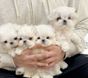 Beautiful Maltese Puppies