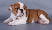 Bulldog Puppy For Adoption.