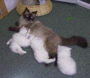 Persian Kittens Ready