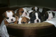English Bull Dog puppies for adoption.