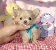 Pomeranian puppies for sale vancouver bc